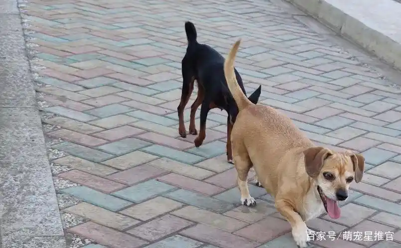 狗狗闭锁的好处有哪些?