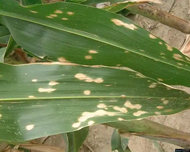 玉米常见病害图谱