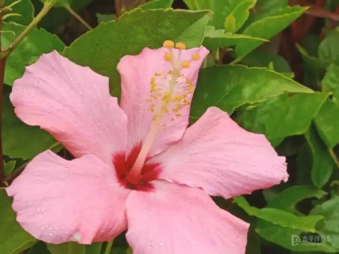 南宁市市花朱槿