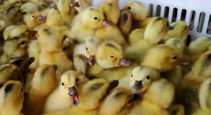 刚孵化出的鸭宝宝,公鸭们必须残忍"处死",得知真相让人无语