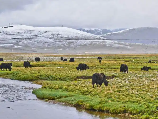 山顶草甸的牦牛