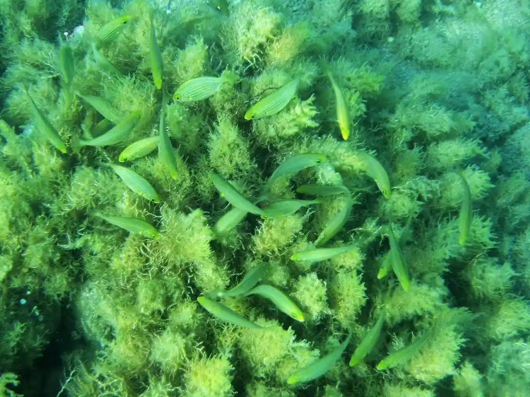 养金鱼藻的技巧和知识 金鱼藻是一种常见的观赏性水生植物,其美丽的