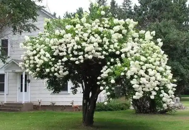 木绣球就是这样一个品种,它的花朵硕大洁白,给人一种岁月静好的