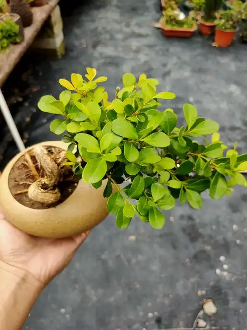 瓜子黄杨,一个手掌的大小,实在迷人