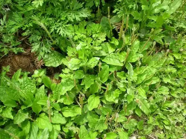 农村道路旁常见的42种中草药 走过路过千万不要错过!