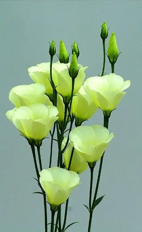 洋桔梗的花语(洋桔梗的花语及寓意)