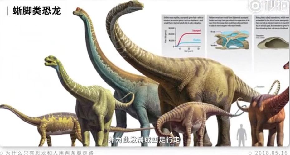 恐龙分类图鉴蜥脚类篇二