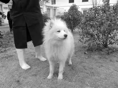 又能免费领养狗狗了 这次有4只大型犬其中1只白色巨贵