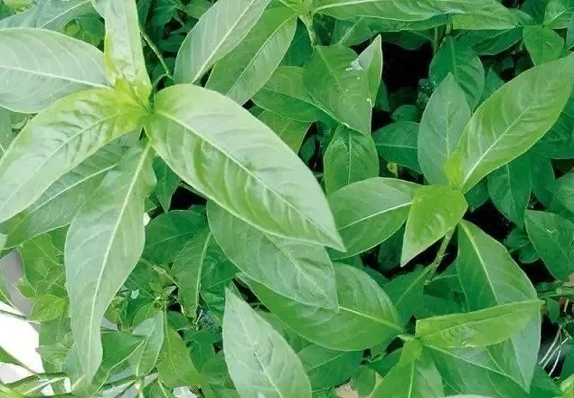 山川草木染,生活从此有了诗意-工厂一线