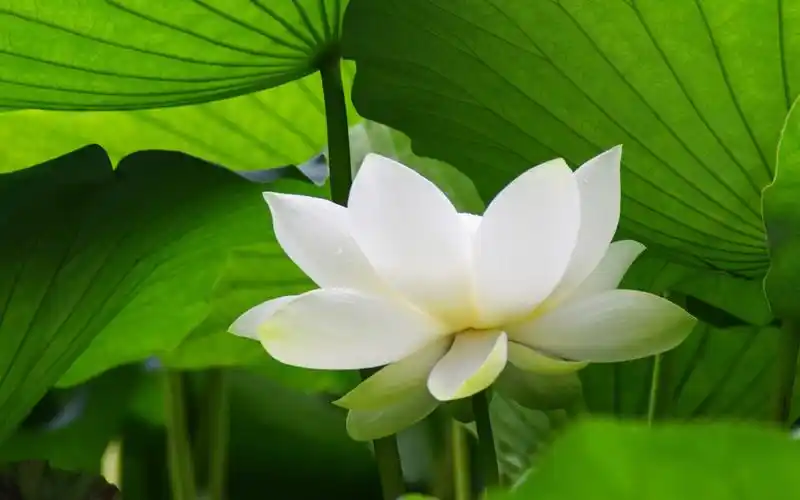 风景,唯美意境,风景,荷花,唯美,电脑壁纸,壁纸池塘中荷花