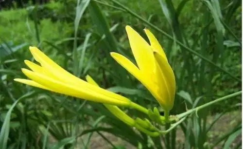 春天可以吃的花永胜人你肯定吃过