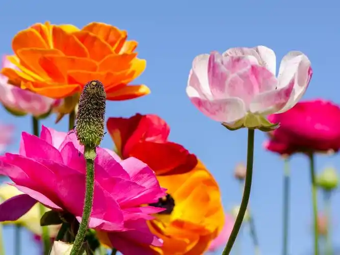 五颜六色的罂粟花,茎,天空 壁纸