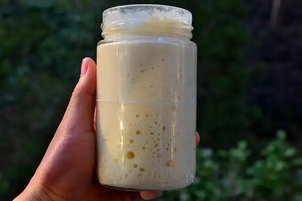 深山养蜂农做的天然酵母100%-50%水粉比转换(液态鲁邦种)制作葡萄干菌