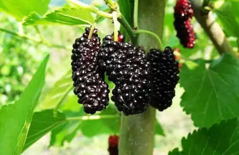 小时候常吃的这10种野生水果,图3都吃过,吃过3种以上的算你牛!