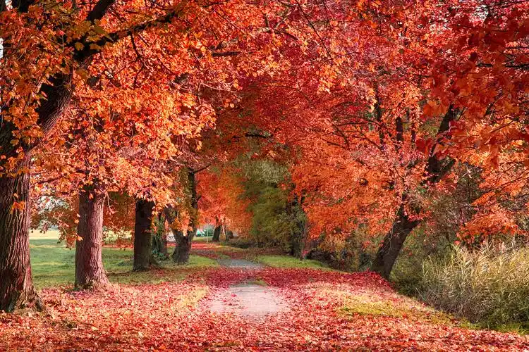 秋天的季节红色的枫叶落满地面很好秋天的森林