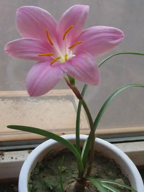 请问这种花叫什么?紫红色,_百度知道