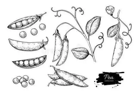 蔬菜种子的简笔画