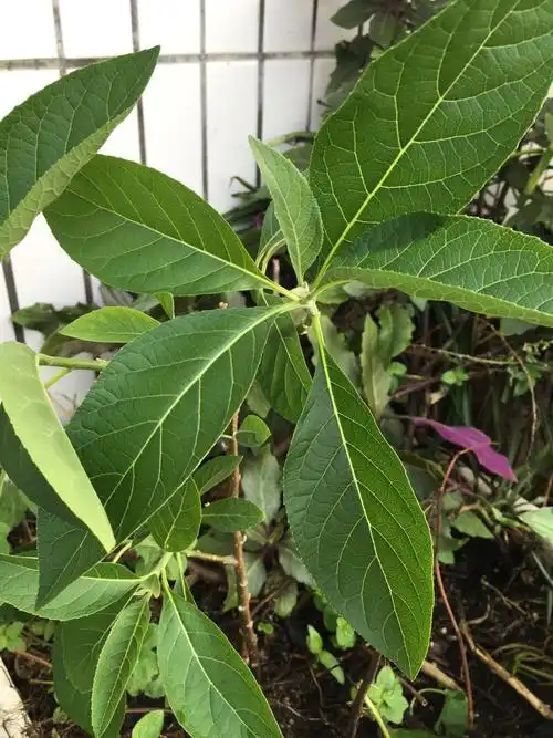 请问这是什么植物的叶子,只在老人那听说是可以医感冒的,不过老人不
