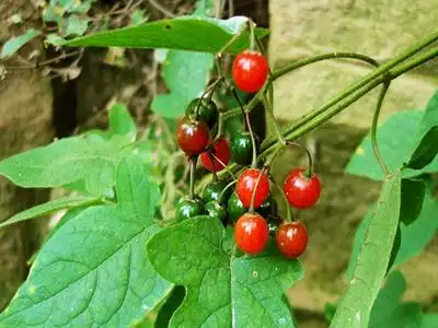 白英是不是毛风藤呢