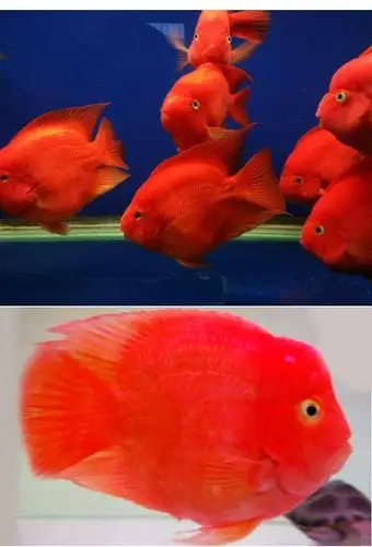 鱼配鱼血鹦鹉鱼发财鱼元宝财神活体增红饲料精挑特级2022cm正宗红财神