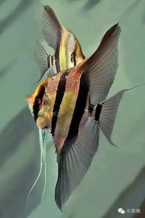 三种神仙鱼的区分