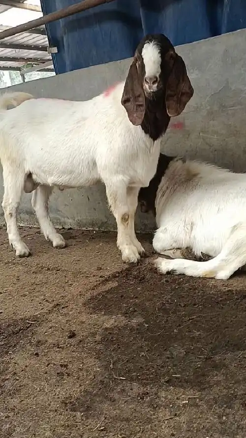 波尔山羊秃头大种公全是精品-度小视