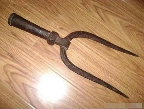 因其顶端拥有2股尖叉,看起来颇像牛的双角,因此得名