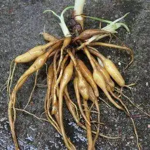 产后增乳吃什么好?产后吃什么能促进催奶