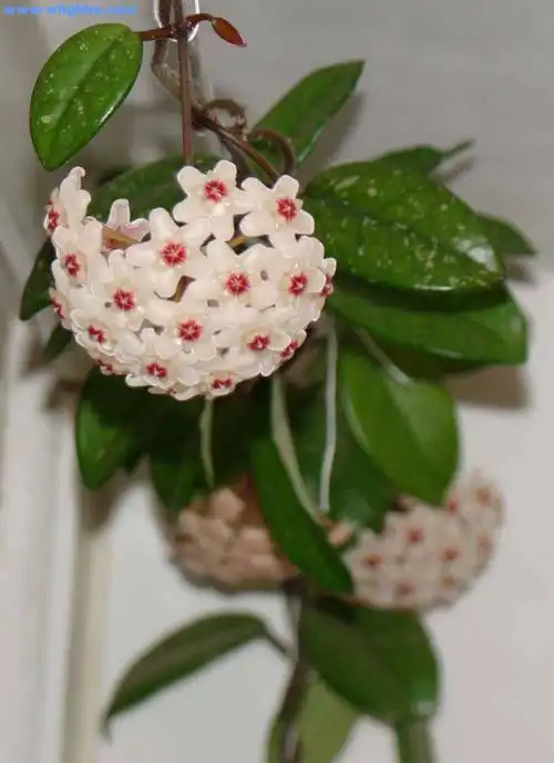 叶子长长厚厚的,开白花的吊兰品种是什么?