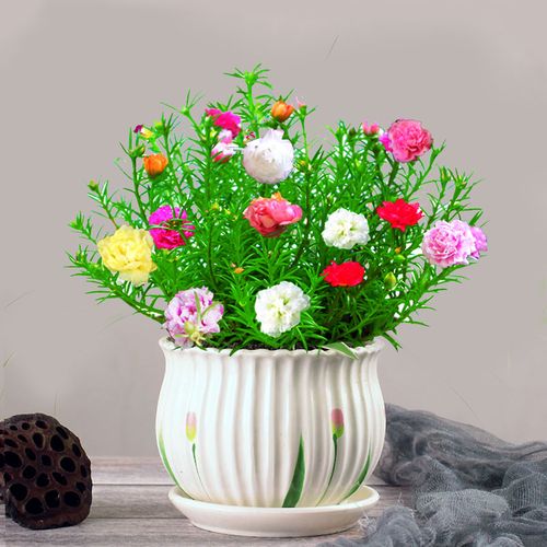 太阳太阳花花苗重瓣阳台庭院观花盆栽植物四季花卉