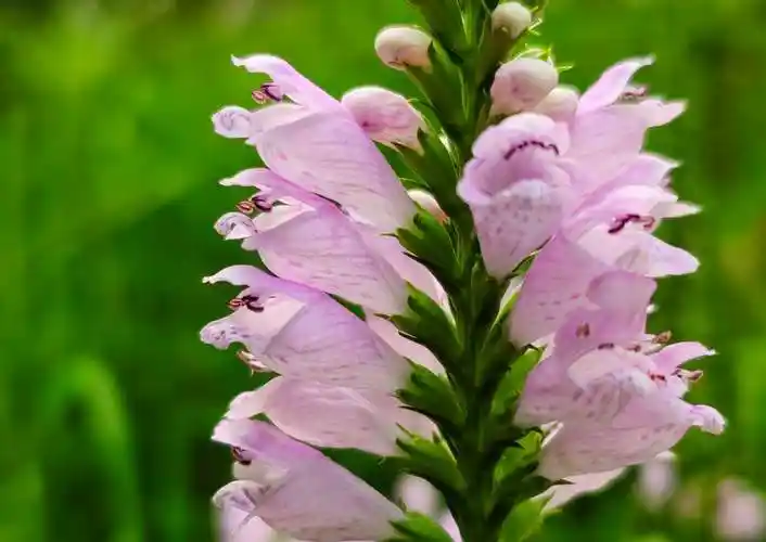 芝麻花开节节高 "龙头"探出事业兴