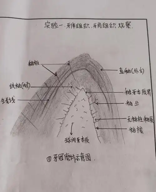 口腔医学牙体组织牙周组织示意图