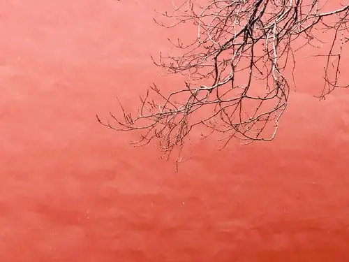 故宫瑞雪情人节