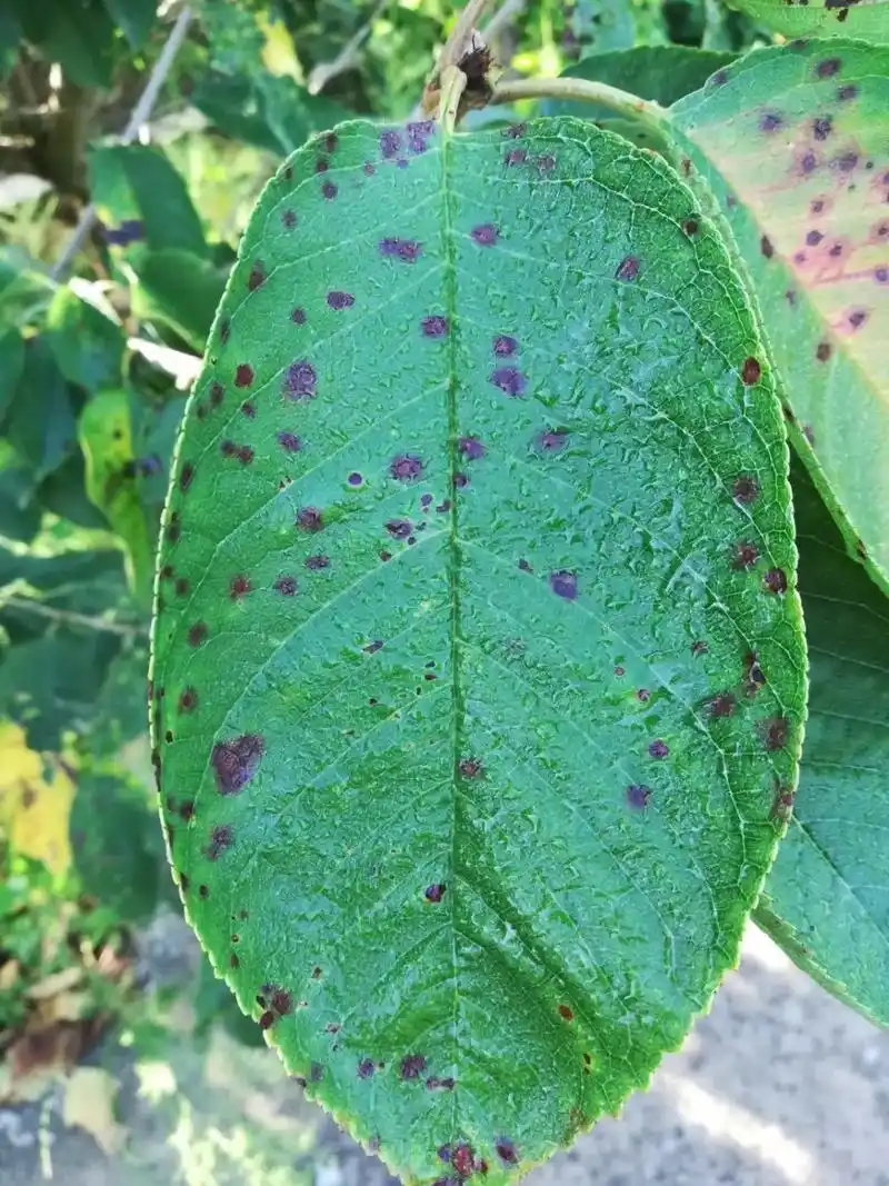 大樱桃树病害越来越多,要想种好大樱桃就要打好药,好好预防病虫