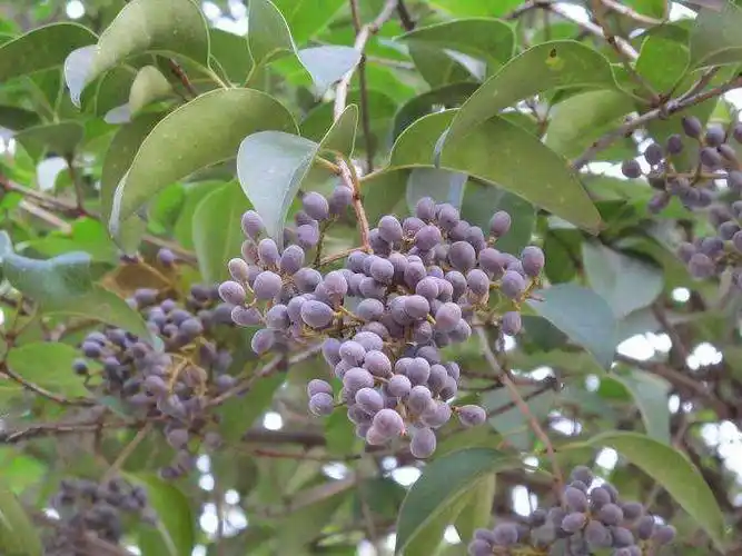 树上不起眼的小果子, 竟有滋补肝肾, 乌发明目等功效!