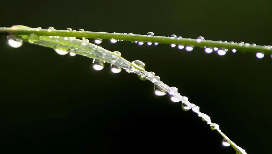 雨露,阳光——生命之源