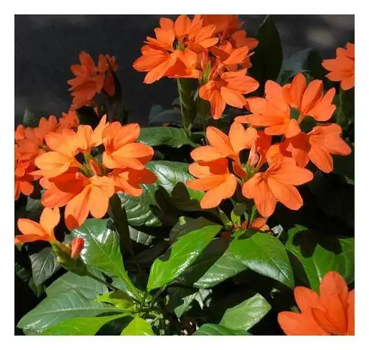 四季开花耐阴植物有哪些(四季开花耐阴的花卉有哪些)