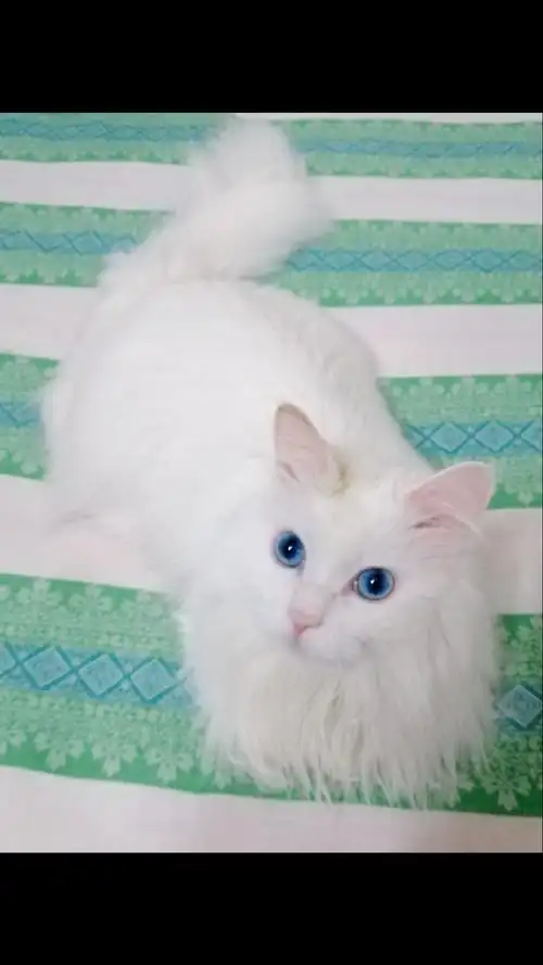 狮子猫#小时候宝贝喝羊奶粉不长毛,长大才变成漂亮的长毛狮子猫.