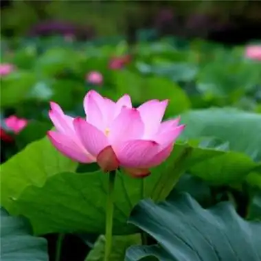 莲花图片头像大全 修行人静心修心莲花淡雅禅意图片头像