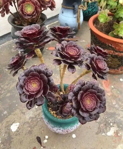 多肉黑法师养护有四技巧分枝多颜色美更漂亮