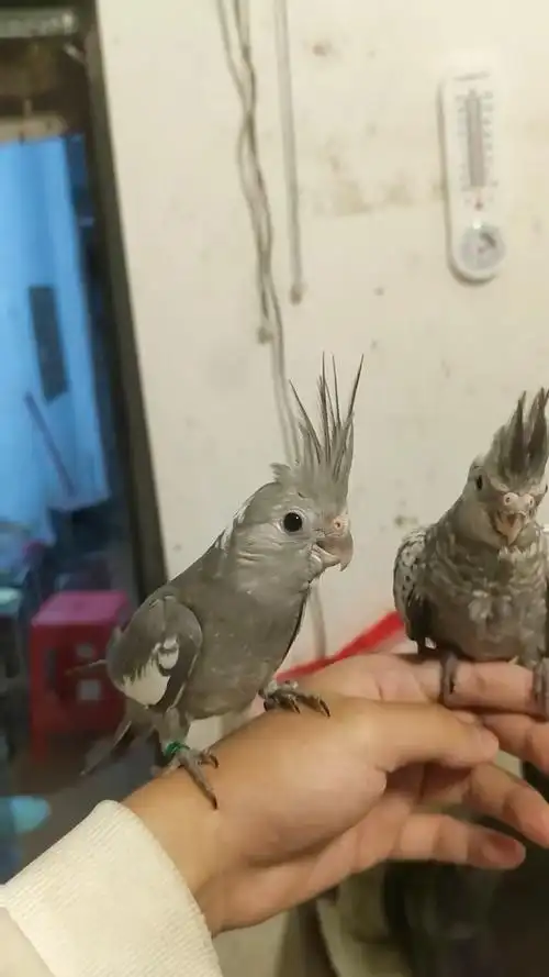 原始灰和珍珠灰鸟,宠物分享