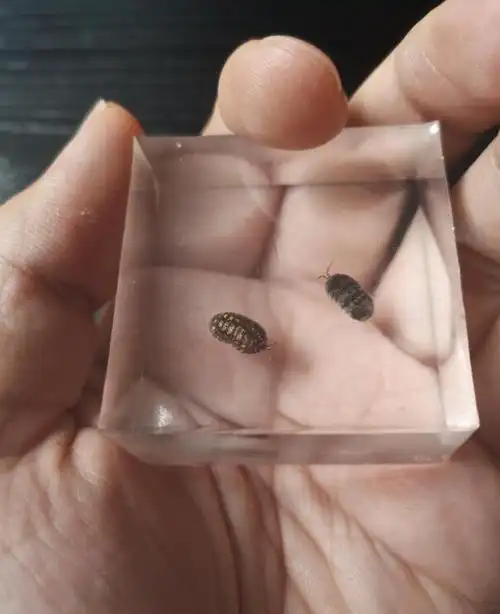 家里西瓜虫从哪爬出来的 西瓜虫是害虫还是益虫