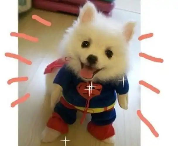 爸爸去哪儿促傻狍子爆红萌兽来袭大起底