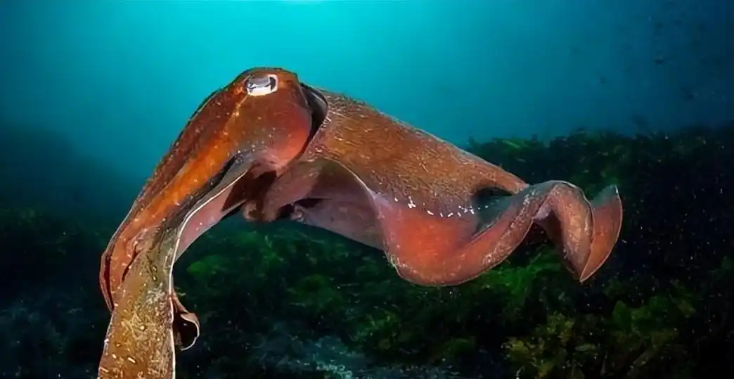 大王乌贼能长到多大,80米长的乌贼真实存在吗?它的克星是谁