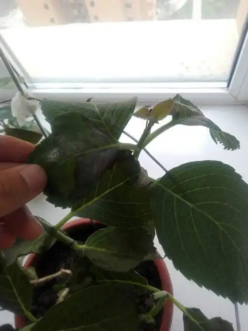 绣球花叶子干枯了,花放在电视柜上面的,没有阳光直射,浇水也比较勤