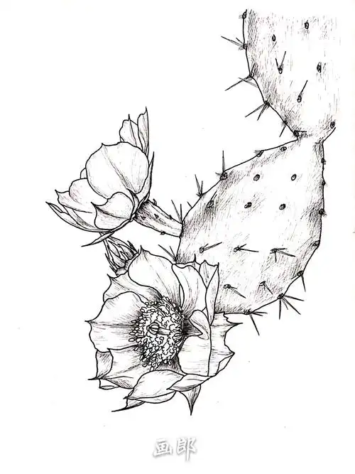 线描画教程16仙人掌花