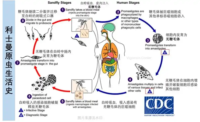 大约21种感染哺乳动物的利士曼原虫可以引起人类感染.