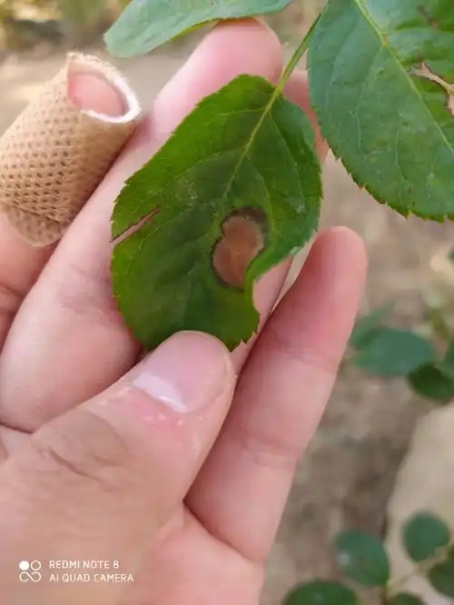 第一次养月季这是霜霉病吗叶片中间枯了