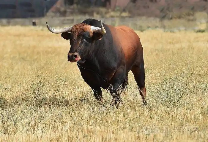 西班牙的大公牛