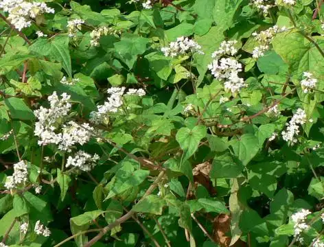 《本草拾遗》),金荞麦(《植物名实图考》),野南荞,甜荞,酸荞麦,野三角